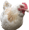Das Hühnerlied